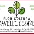 FLORICOLTURA RAVELLI CESARE