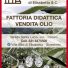 SOCIETÀ AGRICOLA VILLA ALBA